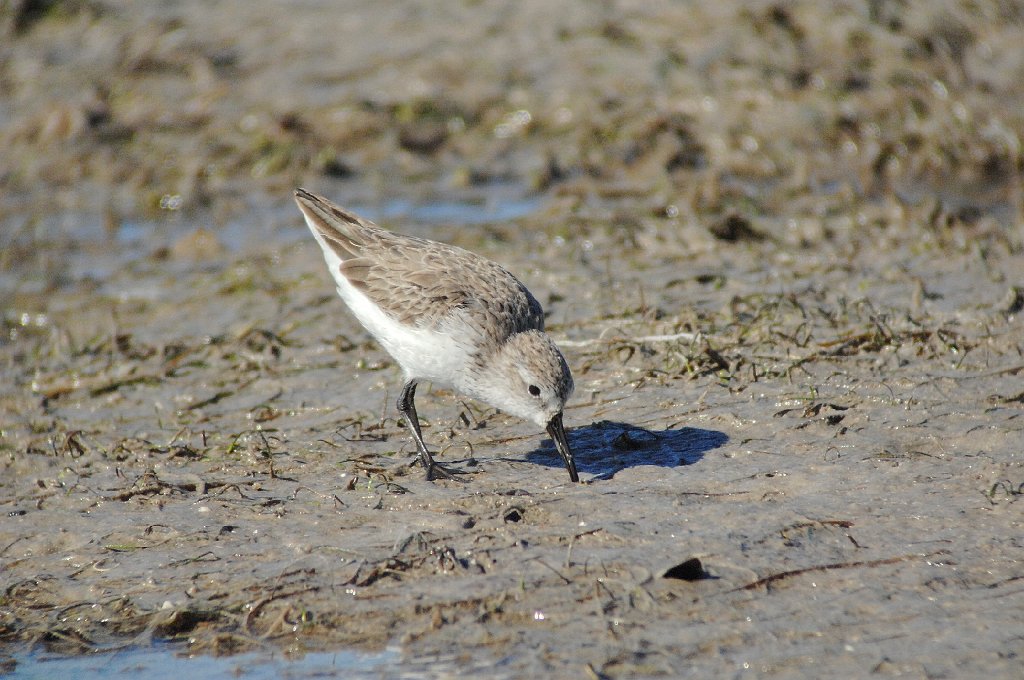 Sandpiper, Western, 2010-01277767 Tigertail Beach Park, FL.JPG - Western Sandpiper. Tigertail Beach Park, San Marcos Island, FL, 1-27-2010